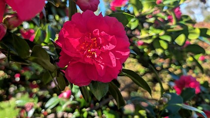 Close-up of a purple-coloured Camellia japonica flower in Japanese Gardens, Cowra, Australia.