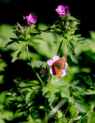butterfly on flower