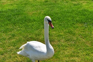 swan on the grass