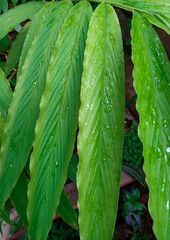 A Close up picture of Leaves of Cardamom plant in bright green color, healthy, growth, spice, used...