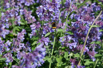 Purple catnip flowers close up beautiful summer background with blooming flowers. Selective focus, purple flowers surrounded by greenery on a bright sunny day
