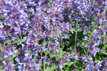 Purple catnip flowers close up beautiful summer background with blooming flowers. Selective focus, purple flowers surrounded by greenery on a bright sunny day
