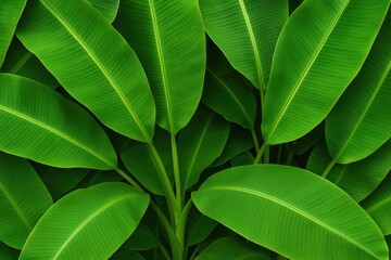 Naklejka premium Lush green backdrop featuring vibrant banana foliage