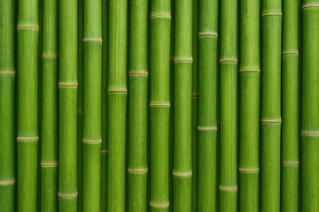 Fototapeta premium Texture pattern of bamboo trees