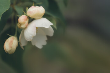 Apple flowers on a sunset with place for text macro