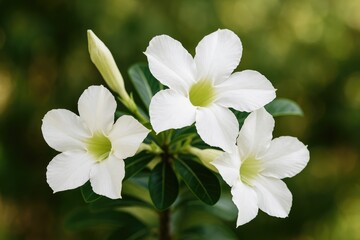Obraz premium My garden features beautiful white Adenium flowers, also known as Japanese frangipani blooms, growing beside my home