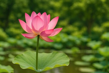 Obraz premium A vibrant pink lotus blossom flourishing in a garden pond setting