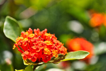 Vibrant Orange Flowers in a Lush Garden Setting