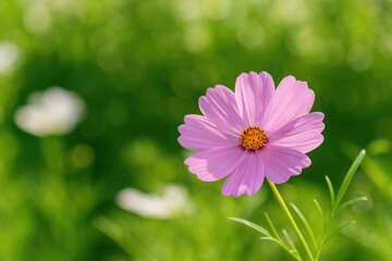 Obraz premium Stunning blush-colored blossom in lush garden scenery