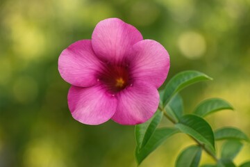 Fototapeta premium Close-up of Allamanda blanchetii: a perennial flowering plant with blurred background