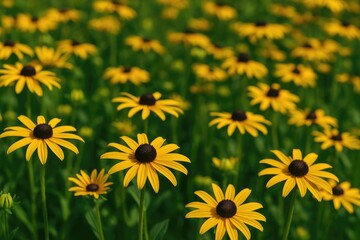 Summer blooms: Black-eyed Susans in full display