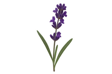 Lavender flower with transparent background blooming gently, perfect for aromatherapy, cosmetics, and wellness projects