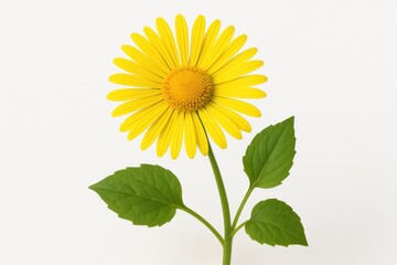 Obraz premium Vibrant yellow flower from the Doronicum genus against a plain white backdrop