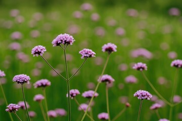Fototapeta premium Unique lavender-colored verbena blossoms in a summer meadow