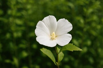 Obraz premium A blossom with white petals on a green stem