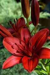red tiger lily