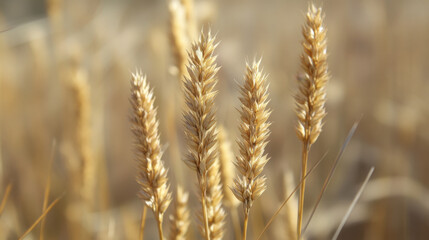 golden wheat field in summer