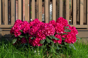 Rhododendron flower in the botanical garden in the spring close up