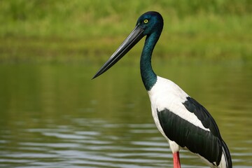 Fototapeta premium The tall wading bird with a distinctive black neck belonging to the stork family