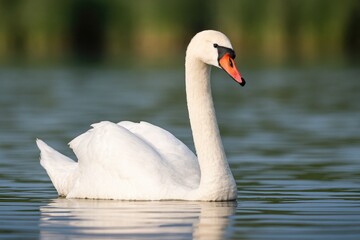 Fototapeta premium Wildlife Water Bird Species in Natural Habitats