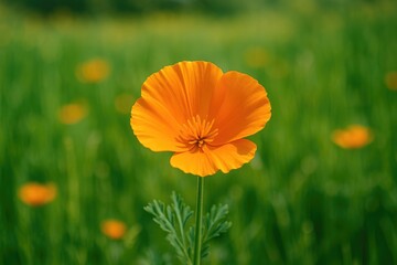 Obraz premium Stunning vibrant orange flower in a natural setting