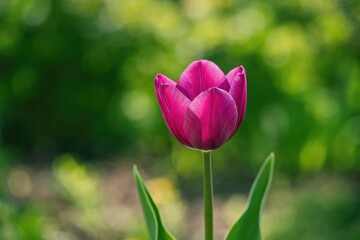 Fototapeta premium Stunning floral display in a backyard during springtime