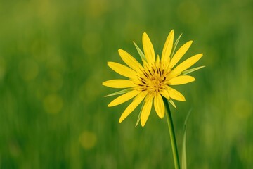 Obraz premium Vibrant yellow wildflower blooming in a sunlit field with a blurred background. Salsify plant species. Focus on the flower.