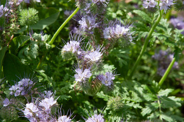Small violet flowers in summer garden. The violet flowers of the phacelia tanacetifolia, lacy phacelia, tansy-leaf phacelia, blue tansy, purple tansy or fiddleneck.