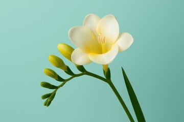 Naklejka premium Vibrant freesia blossom against a colorful backdrop