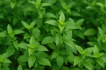Fototapeta premium Fresh aromatic herbs including basil and traditional Thai greens