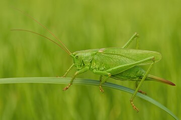 Fototapeta premium A seldom-seen female green bush-cricket moving across a grass blade