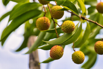 Fresh Litchi Fruits on the Branch