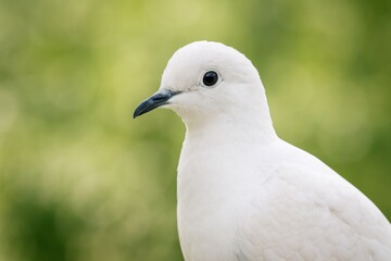 Obraz premium A bird perched against a softly blurred backdrop