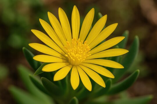 Stunning macro shot of a bergeranthus multiceps blossom