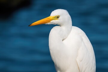 A pure white bird in flight