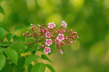 Fototapeta premium Star fruit blossoms: small, bell-shaped flowers with lilac to pink hues on the tree branches