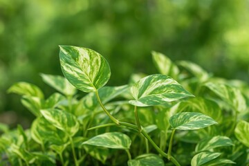 Decorative Betel Ivory Vine: A Semi-Epiphytic Plant for Indoor and Outdoor Spaces
