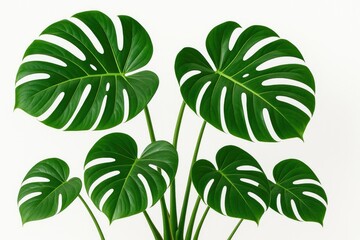 Healthy and vibrant air-purifying plants featuring Monstera deliciosa with distinctive leaves, isolated on a white backdrop