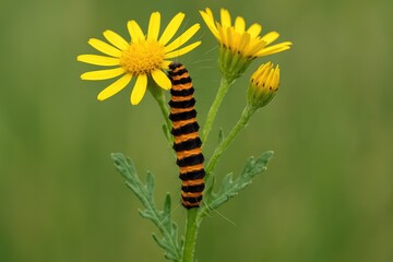 Vertical perspective of a caterpillar on a ragwort plant