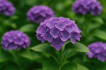 Fototapeta premium Close-up of vibrant purple hydrangea blooms with soft focus in a lush garden