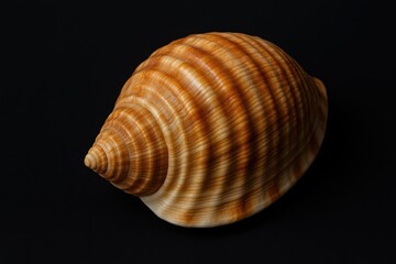 Detailed close-up of a seashell on a dark backdrop