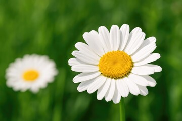 Obraz premium Detailed view of a pure white blossom