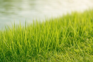 Fototapeta premium Detailed view of grass blades