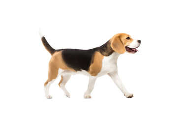 beagle dog walking isolated on transparent background