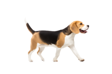 beagle dog walking isolated on transparent background