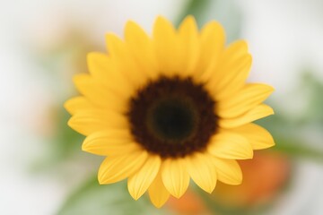 Obraz premium Soft-focus artistic backdrop featuring a vibrant sunflower in full bloom