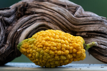A single, multi-colored, yellow and green etrog or citron fruit, one of the four plant species used in the ritual observance of the Jewish holiday of Sukkot.