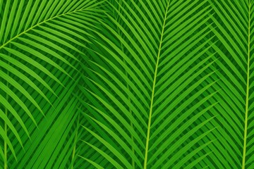 Palm Fronds Used in Traditional Crafts