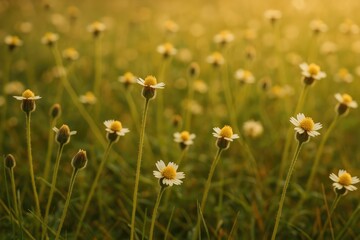 Obraz premium Decorative buttons inspired by wild daisies and tridax flowers