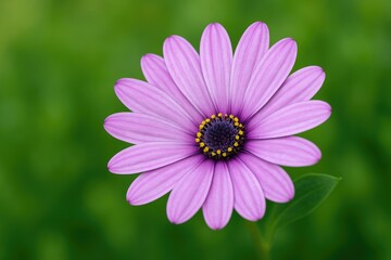 Obraz premium Detailed shot of a violet blossom against lush greenery